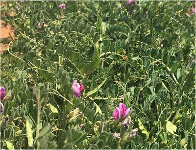 Common Vetch: A Drought Tolerant, High Protein Neglected Leguminous Crop With Potential as a Sustainable Food Source